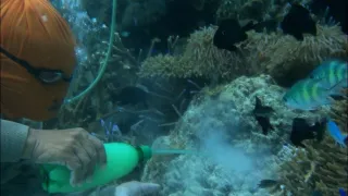 Akvárium - stinná stránka hobby