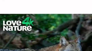 Karpatští predátoři (2)