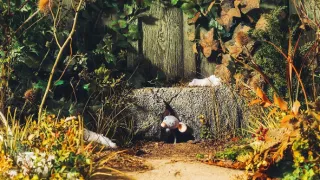 Myši patří do nebe