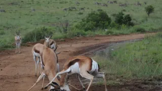 Na cestě po Matabelsku