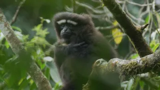 Píseň pro lásku aneb Primáti na seznamce