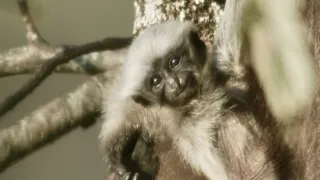 Píseň pro lásku aneb Primáti na seznamce