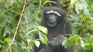 Píseň pro lásku aneb Primáti na seznamce