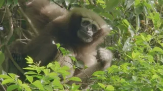 Píseň pro lásku aneb Primáti na seznamce