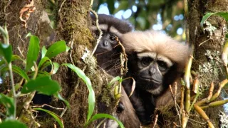 Píseň pro lásku aneb Primáti na seznamce