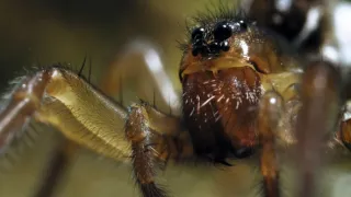 Zázračná planeta: Divoká Skandinávie (3/3)