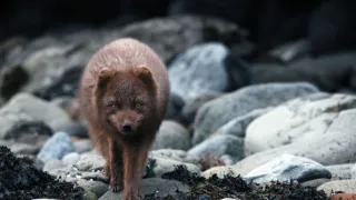 Zázračná planeta: Divoká Skandinávie (3/3)