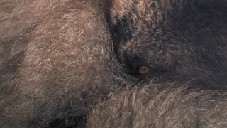 Zázračná planeta: Divoká Skandinávie (3/3)