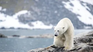 Zázračná planeta: Divoká Skandinávie (3/3)