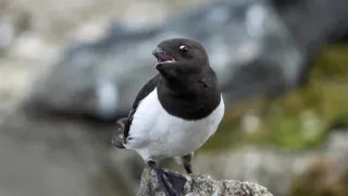 Zázračná planeta: Divoká Skandinávie (3/3)