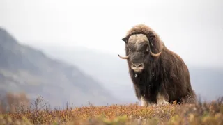 Zázračná planeta: Divoká Skandinávie (3/3)