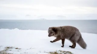 Zázračná planeta: Divoká Skandinávie (3/3)