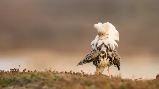 Zázračná planeta: Divoká Skandinávie (3/3)