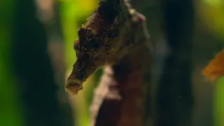 Strategie rozmnožování v přírodě (2/2)