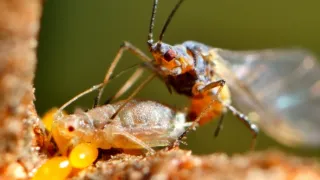 Strategie rozmnožování v přírodě (2/2)