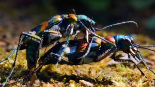 Strategie rozmnožování v přírodě (2/2)