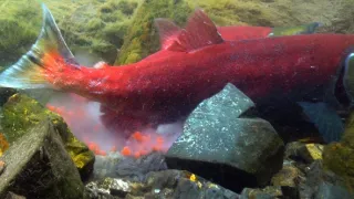 Strategie rozmnožování v přírodě (2/2)