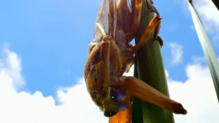 Strategie rozmnožování v přírodě (2/2)