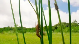 Strategie rozmnožování v přírodě (2/2)