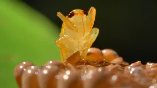 Strategie rozmnožování v přírodě (2/2)