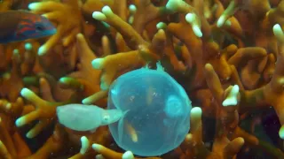 Strategie rozmnožování v přírodě (2/2)