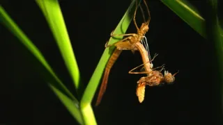 Strategie rozmnožování v přírodě (2/2)