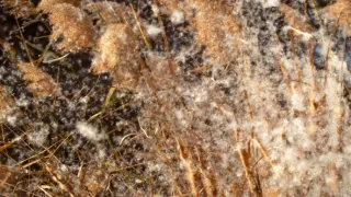 Strategie rozmnožování v přírodě (2/2)