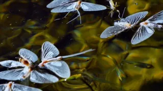 Strategie rozmnožování v přírodě (2/2)