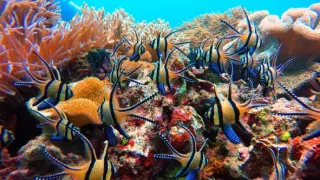 Strategie rozmnožování v přírodě (2/2)