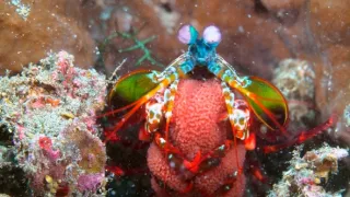 Strategie rozmnožování v přírodě (2/2)