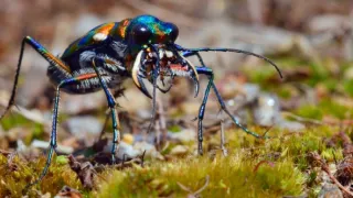 Strategie rozmnožování v přírodě (2/2)