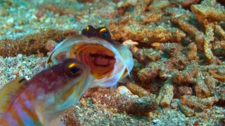 Strategie rozmnožování v přírodě (2/2)