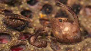 Strategie rozmnožování v přírodě (2/2)