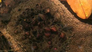 Strategie rozmnožování v přírodě (2/2)