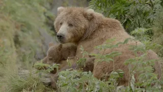 Medvědi z Aljašky