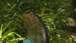 Na cestě po Jayapuře a Biaku