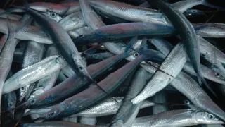 Na cestě po Jayapuře a Biaku