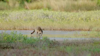 Mývalové - mistři umění přežít