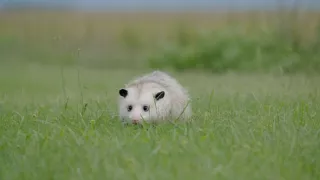 Mývalové - mistři umění přežít