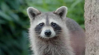 Mývalové - mistři umění přežít