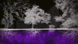 Tajomné stromy - dokonalé prírodné systémy (1/2)