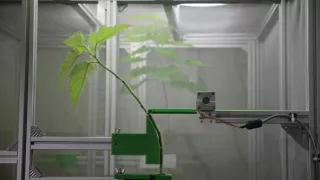 Tajomné stromy - dokonalé prírodné systémy (1/2)