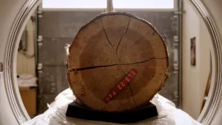 Tajomné stromy - dokonalé prírodné systémy (1/2)