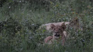 Na cestě po Matabelsku