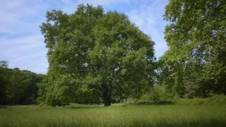 Tajomné stromy - dokonalé prírodné systémy (1/2)