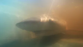 Největší žralok bělavý