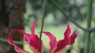 Na cestě po Rwandě