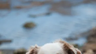 Inspektorka Candice Renoirová IV