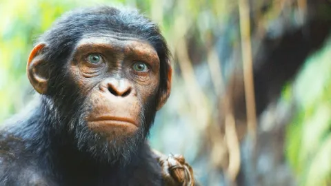 Království Planeta opic