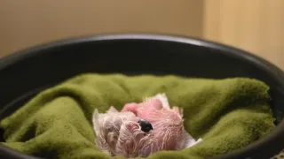 Naděje pro krále nebes